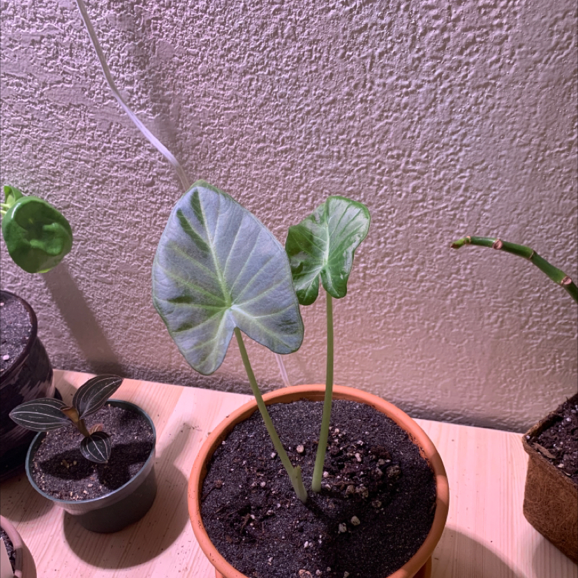 Potted Alocasia 'Regal Shields' plant with healthy leaves, visible soil, and no signs of disease.