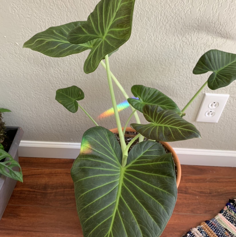 Healthy Alocasia 'Regal Shields' plant with large, dark green leaves and prominent veins.