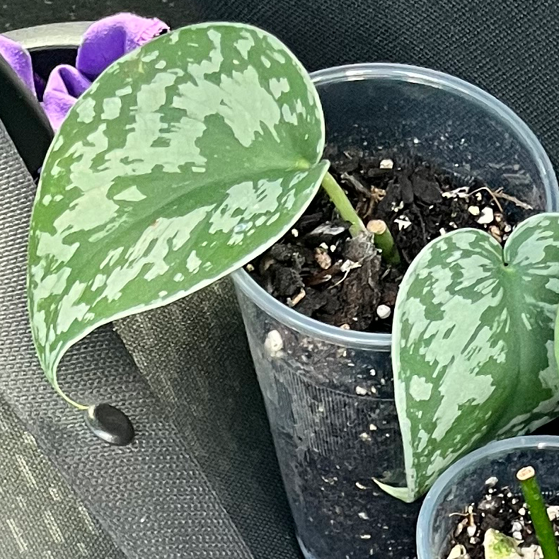 Photo of the plant species Trebie Satin Pothos by @alexschildren named Travis on Greg, the plant care app