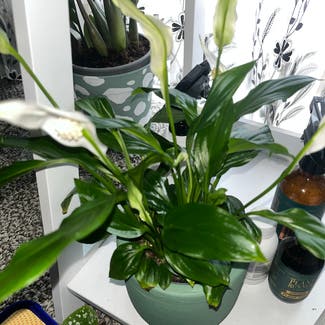 Peace Lily plant in Hamilton, Waikato