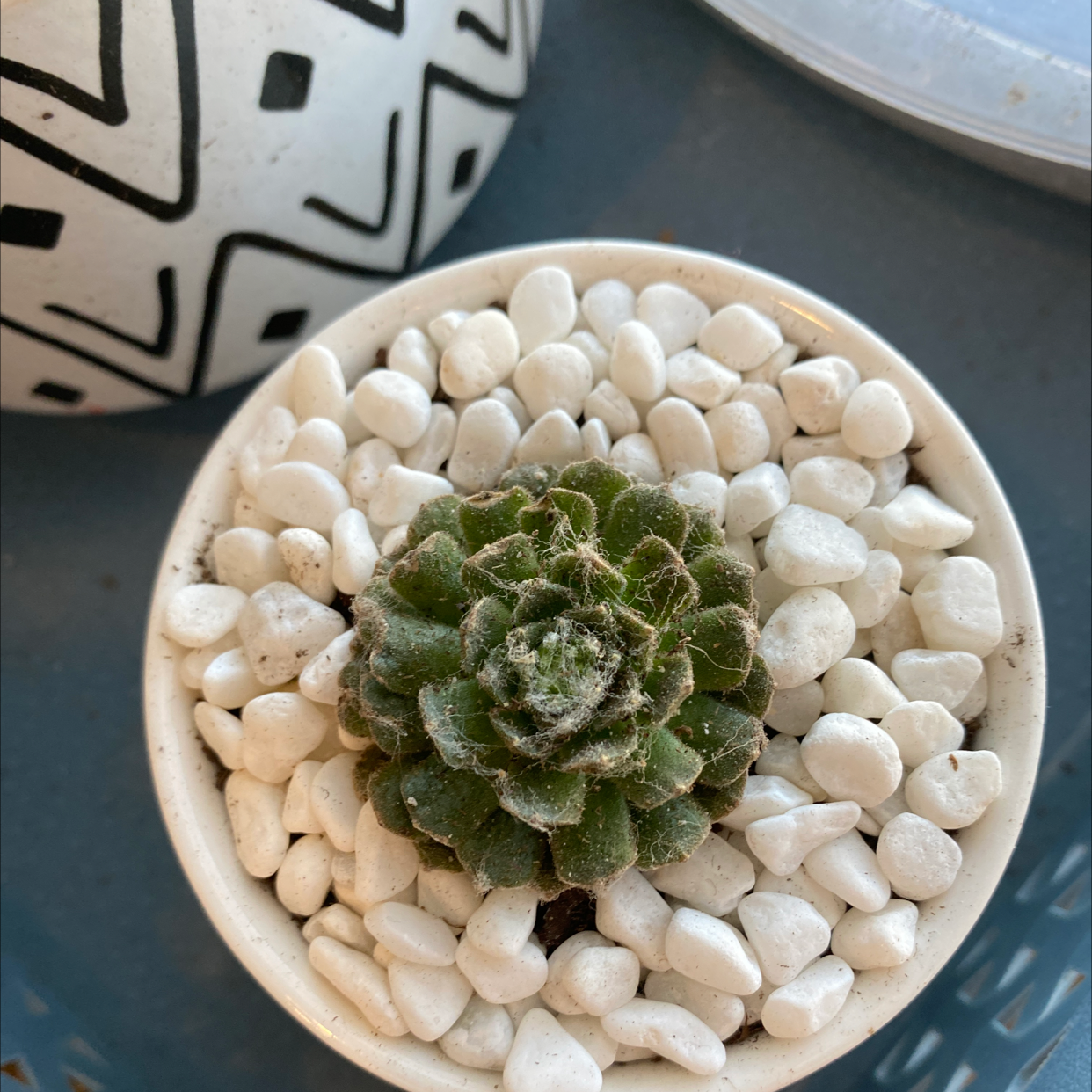 Cobweb Hens and Chicks succulent in a pot with white pebbles.
