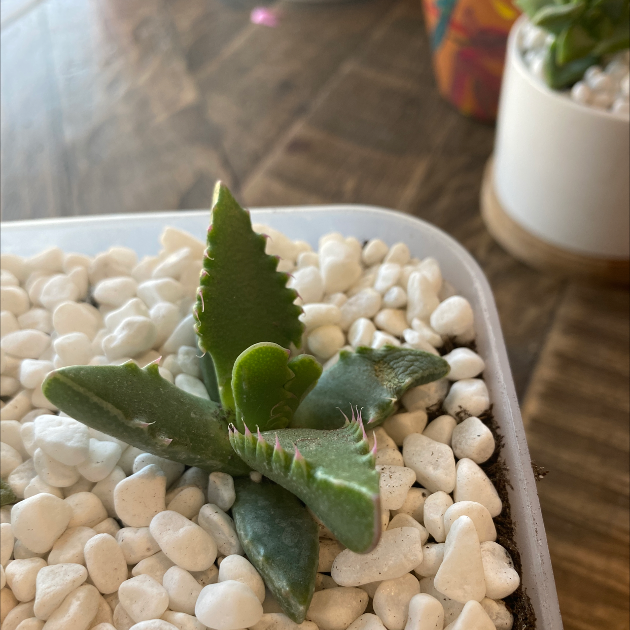 Tiger's Jaw plant in a pot with white pebbles, healthy green leaves with tooth-like edges.