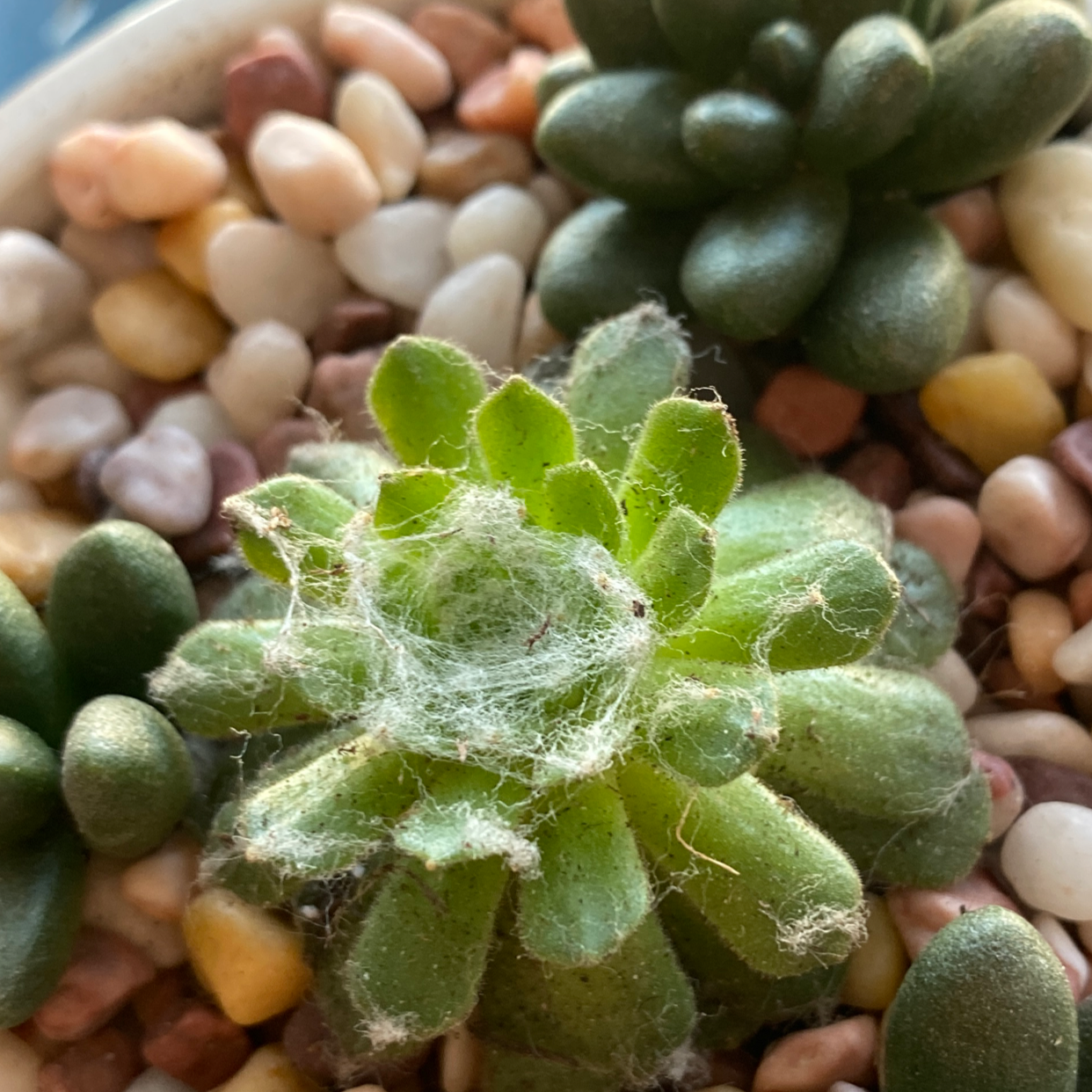 Cobweb Hens and Chicks succulent with cobweb-like structure, surrounded by pebbles.