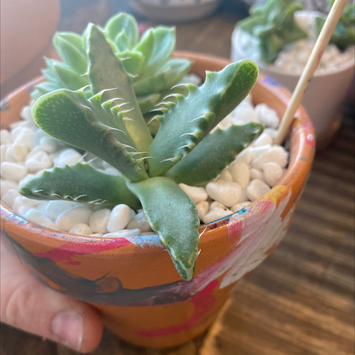 Tiger's Jaw plant in a colorful pot with white pebbles, held by a hand.