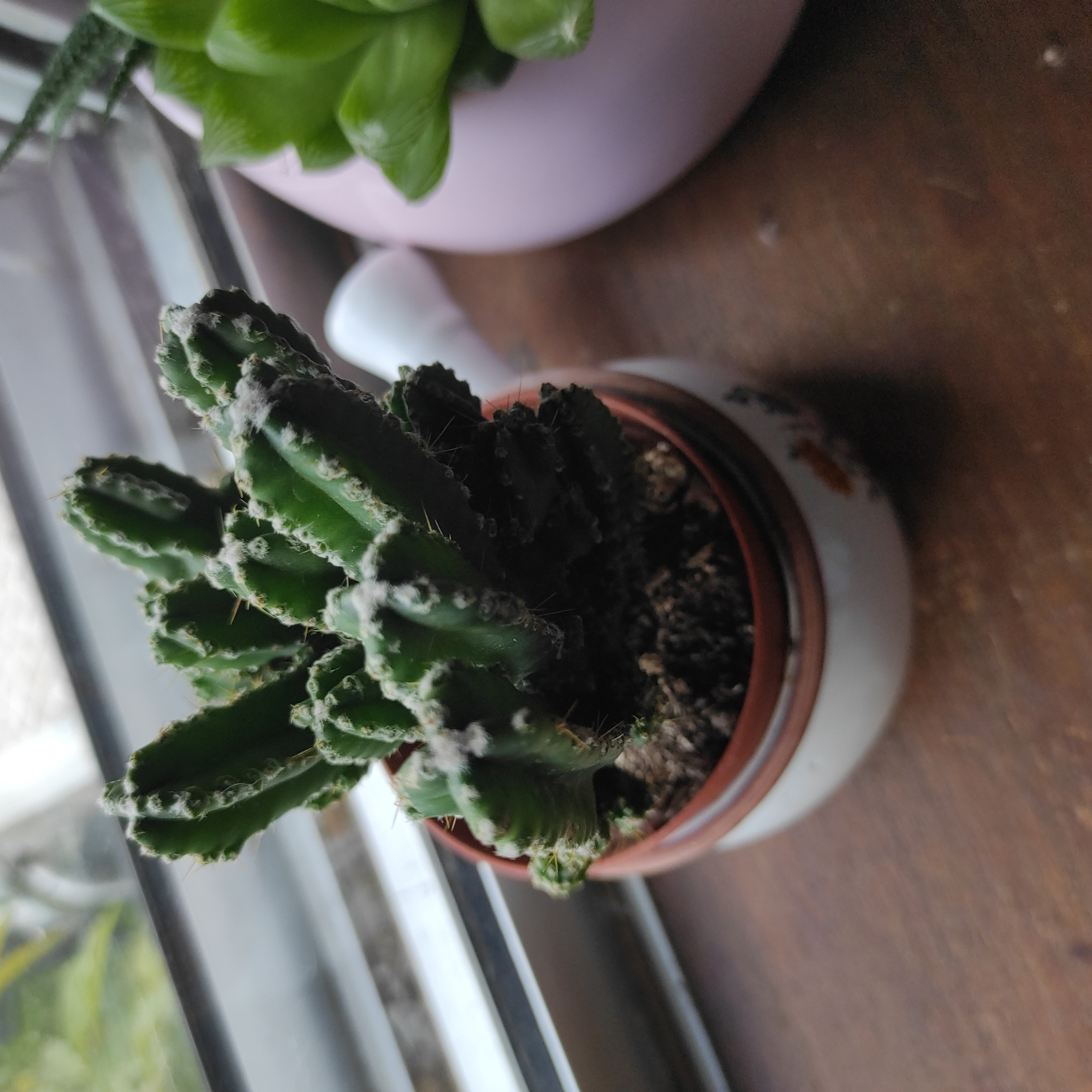 Photo of the plant species Cereus peruvianus 'Paolina' by @NimbleFicus named Cereus peruvianus on Greg, the plant care app