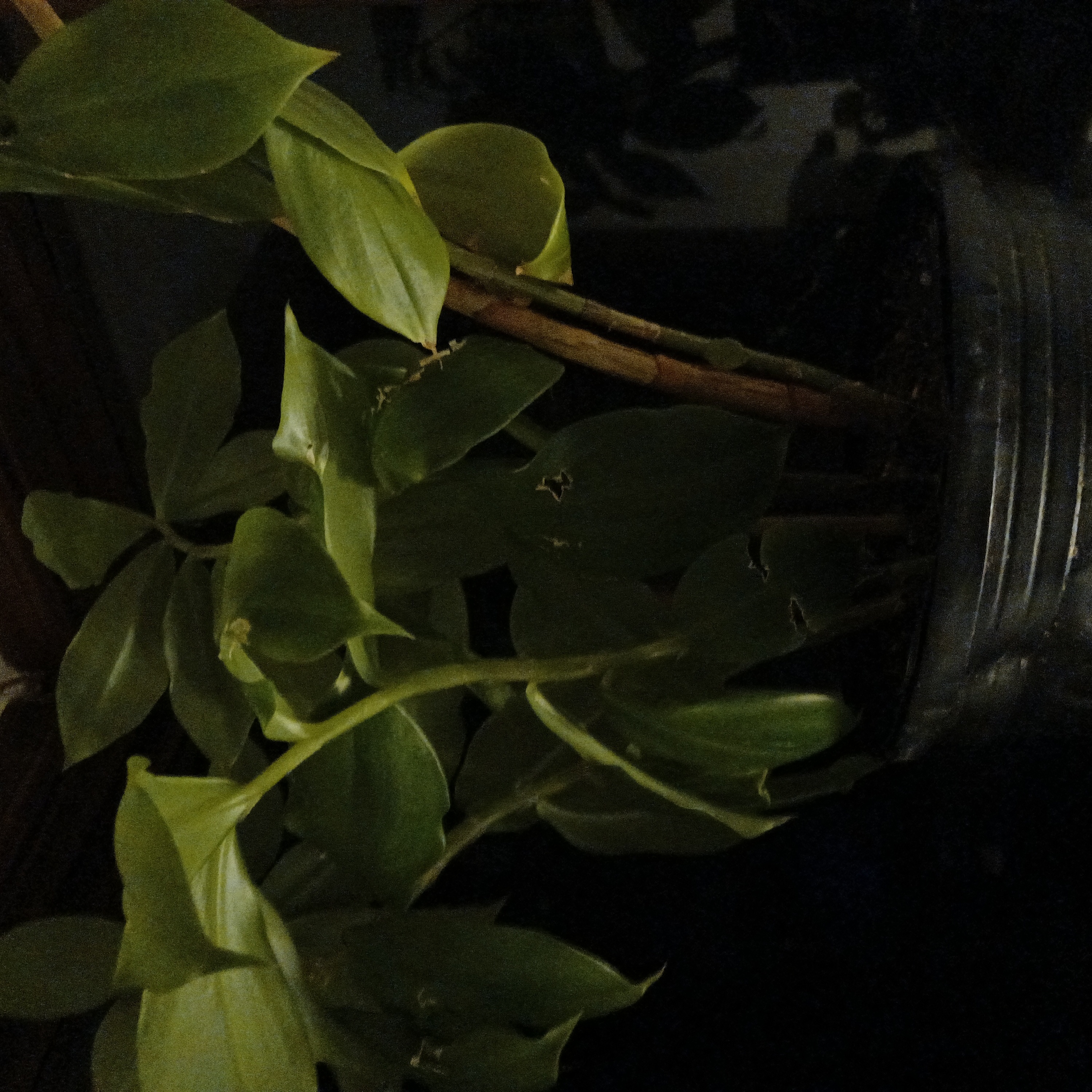 Plant care for Water Canna on Greg, the plant care app