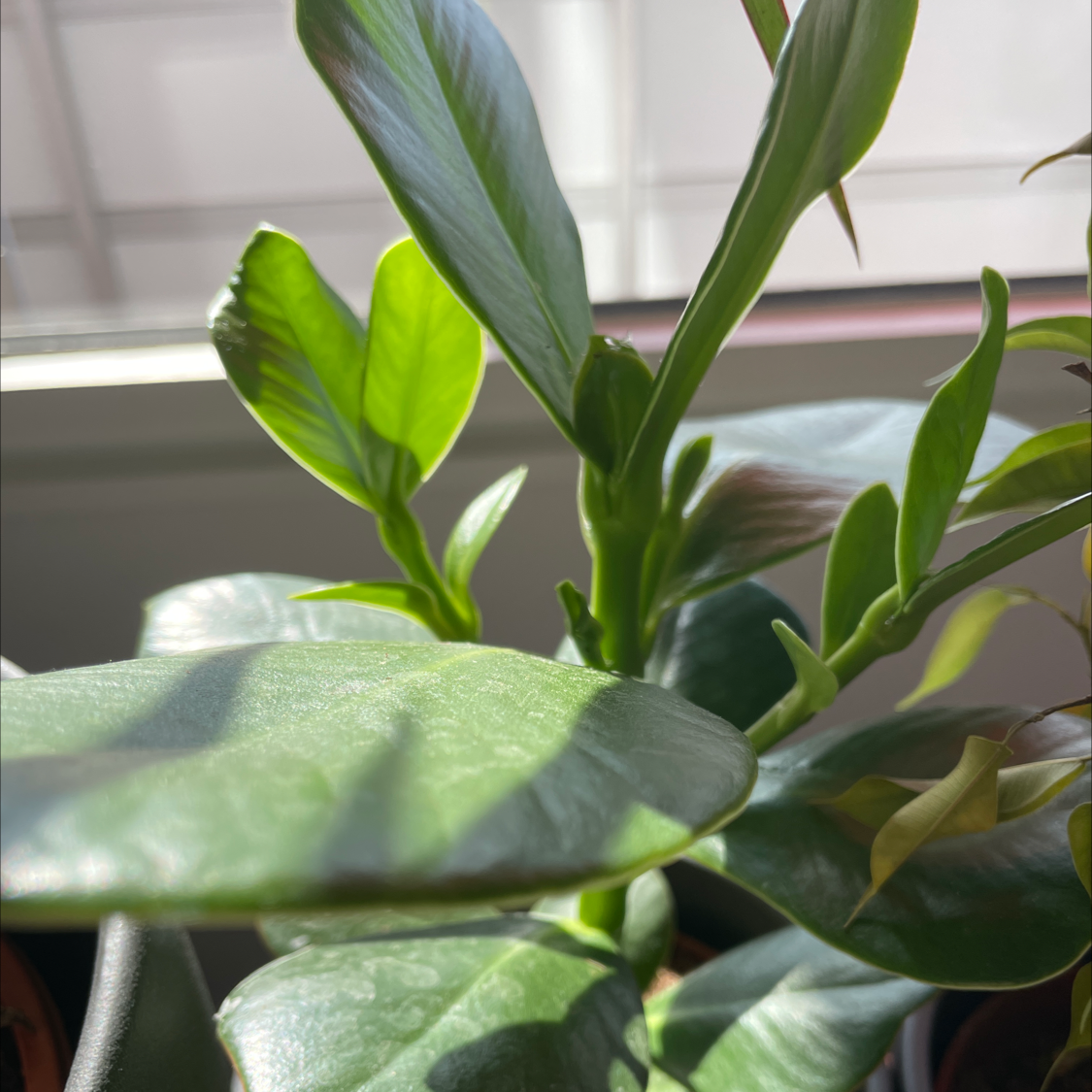 Healthy Dwarf Clusia plant with glossy green leaves in good lighting.