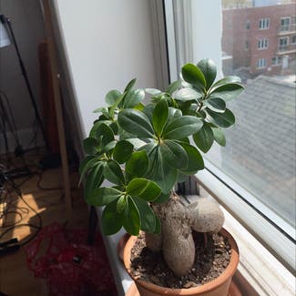 Ficus Ginseng plant in New York, New York