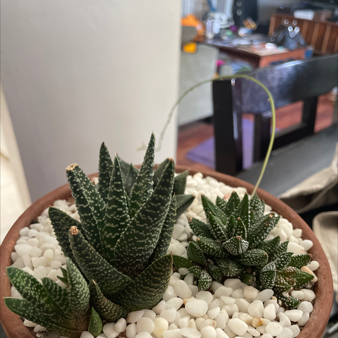 Photo of the plant species Zebra Plant by @WineyB named White Queen on Greg, the plant care app