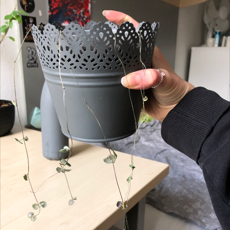 Photo of the plant species Little Quakinggrass by @BeauteousPokaka named Cindy on Greg, the plant care app