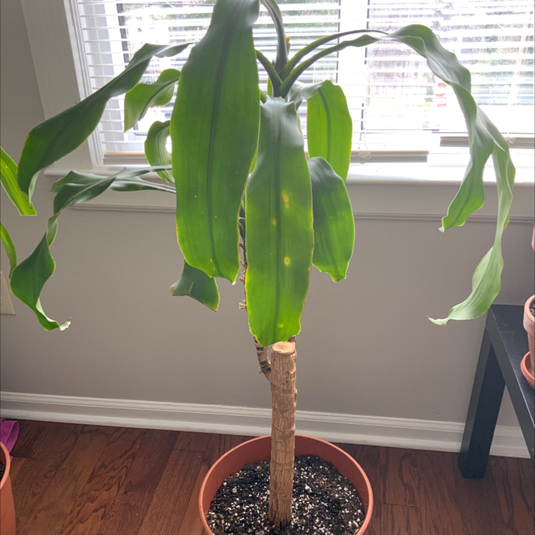 Dracaena Massangeana plant in a pot with some yellowing spots on its leaves.
