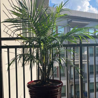 Majesty Palm plant in Plano, Texas