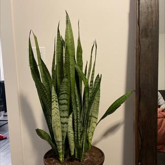 Snake Plant plant in Plano, Texas