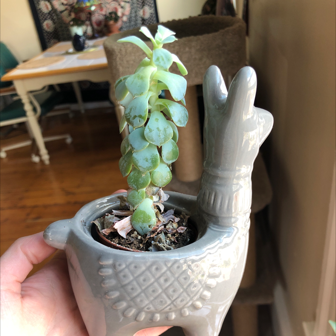 Echeveria Runyonii in a decorative llama-shaped pot, held by a hand.