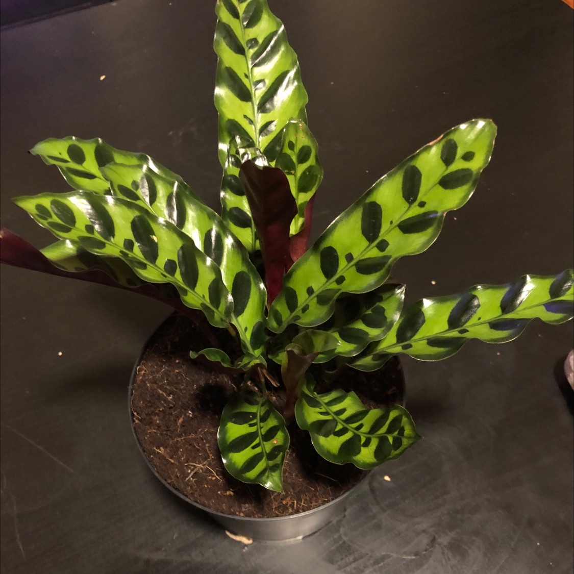 🌞 Light Requirements For Your Rattlesnake Plant by Season