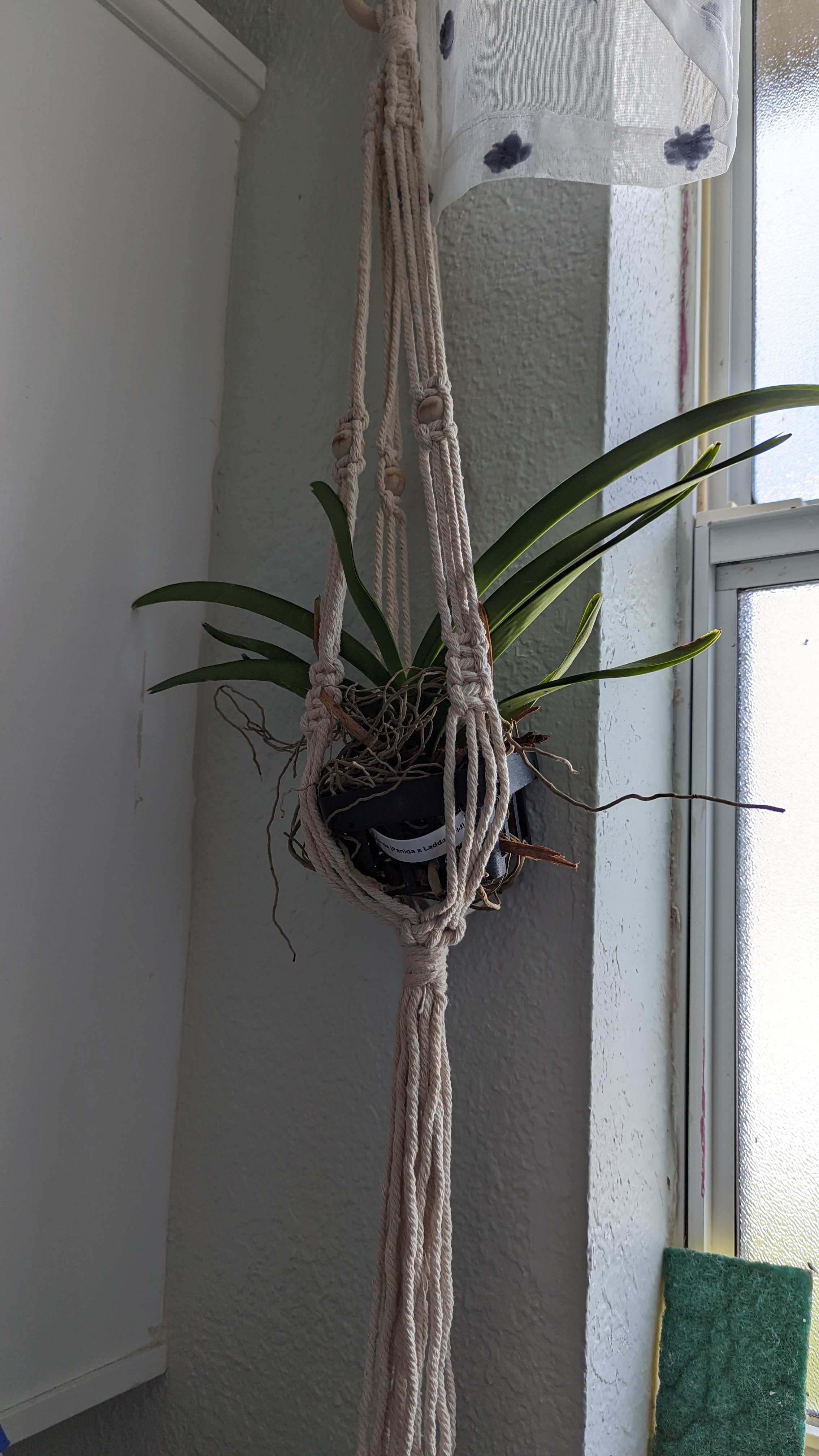 Vanda orchid in a hanging planter with green leaves, near a window.