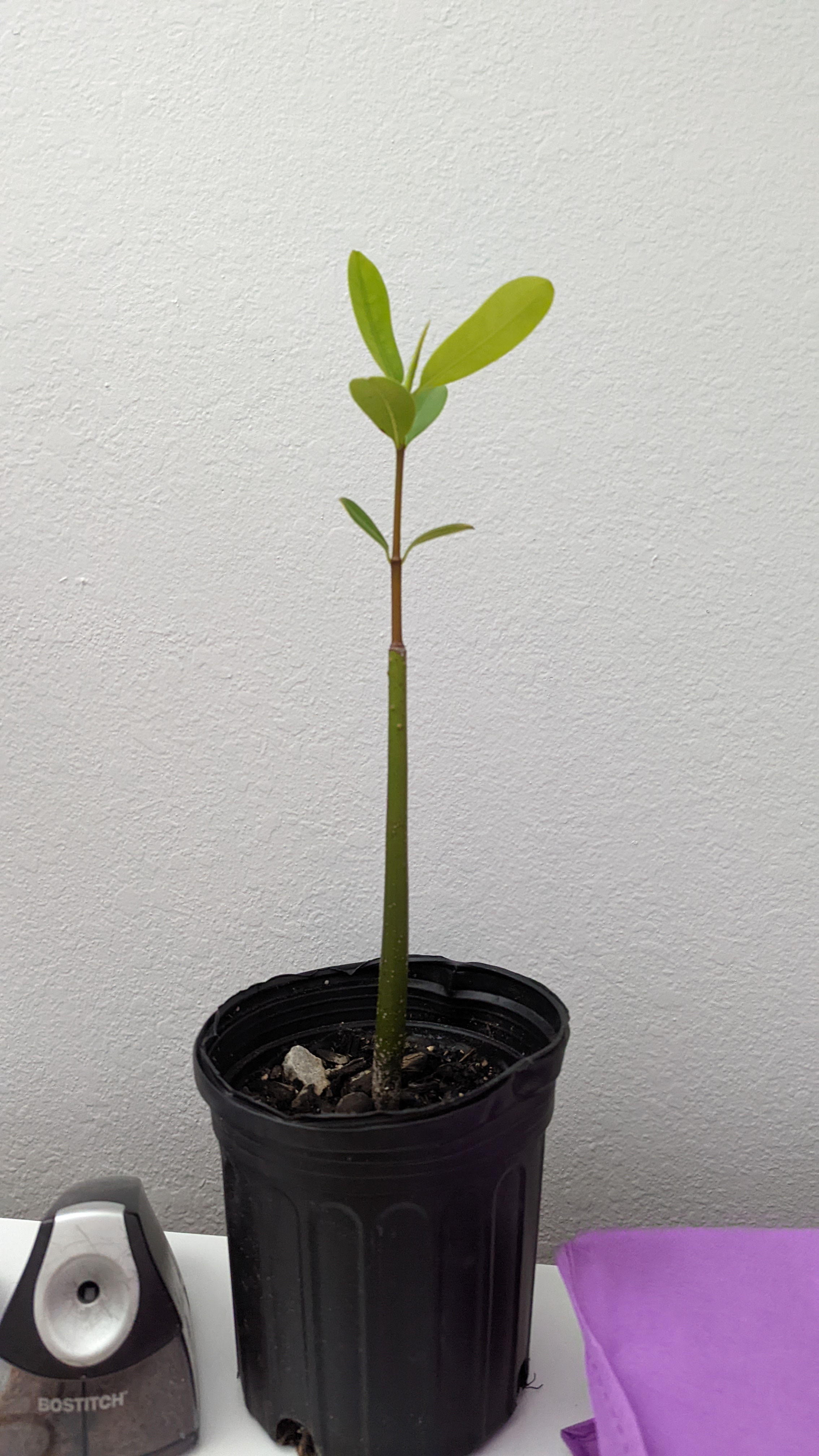Photo of the plant species Red Mangrove by @Pinklemonaid named Fred on Greg, the plant care app
