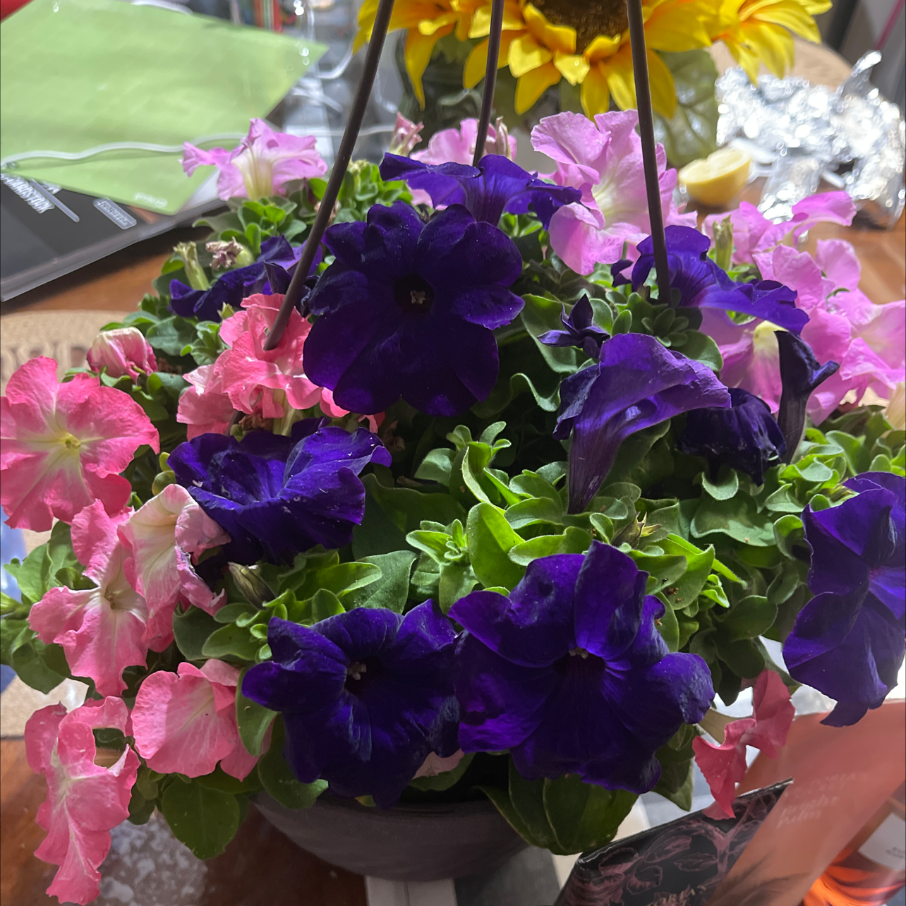 Photo of the plant species Tritunia Red Star Petunia by @MagneticRainbow named Your plant on Greg, the plant care app