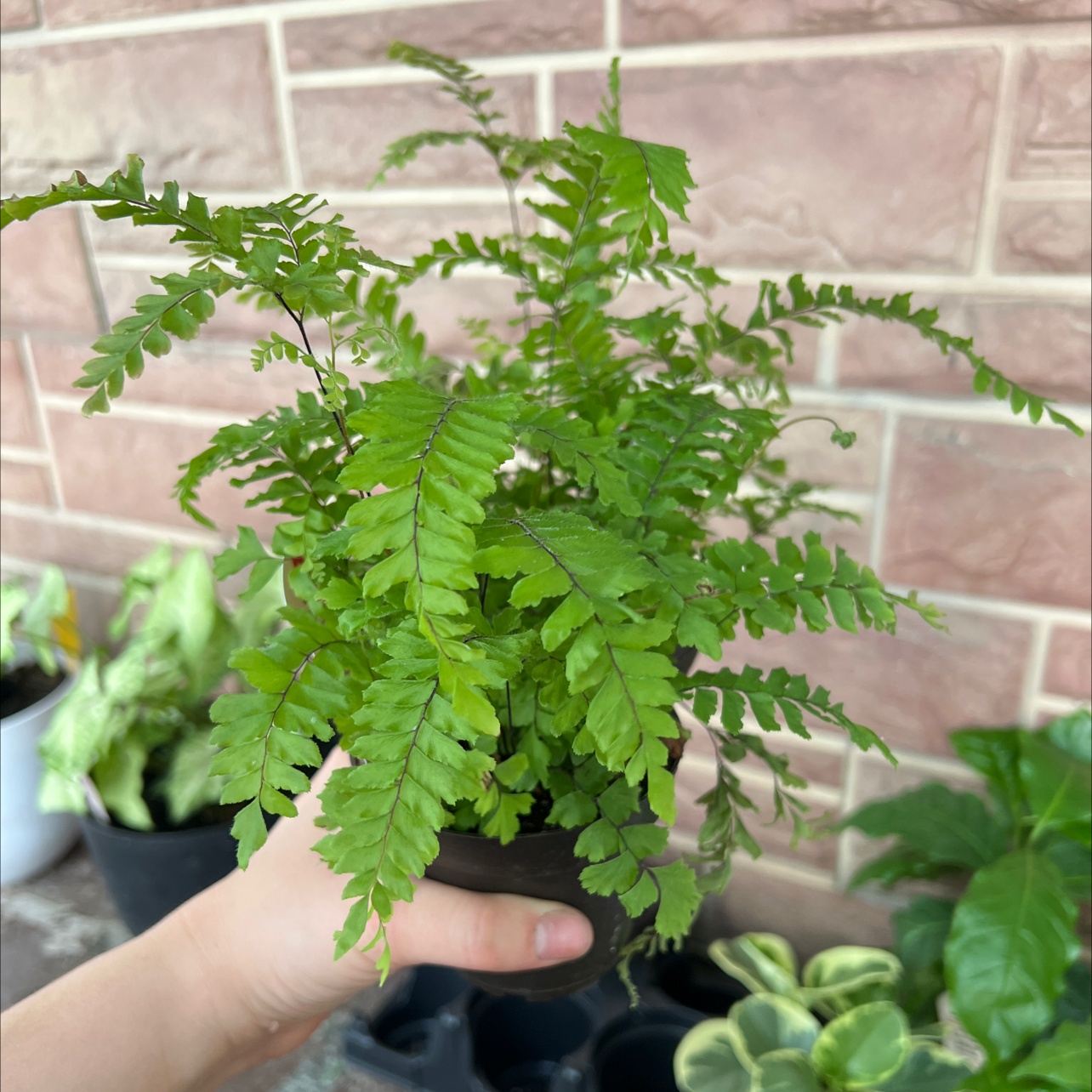 Healthy Northern Maidenhair Fern with vibrant green fronds held by a hand.