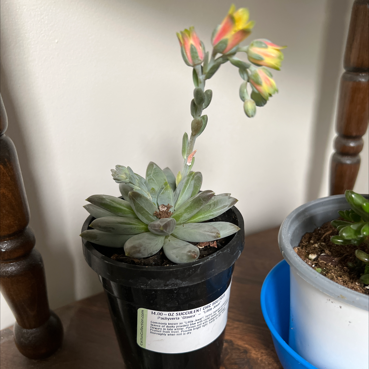 Pachyveria Little Jewel succulent in a black pot, flowering with visible buds.