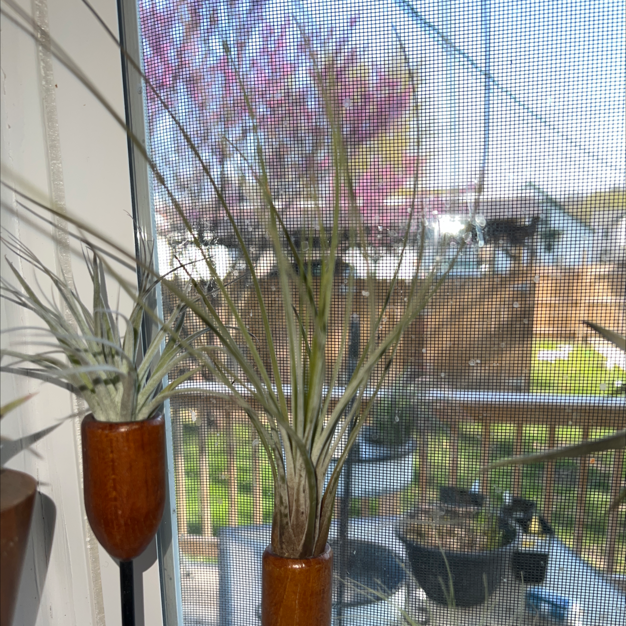 Tillandsia Juncea plant in a small container by a window with an outdoor view.