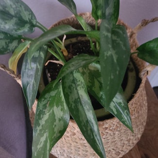Chinese Evergreen plant in Argyle, Texas