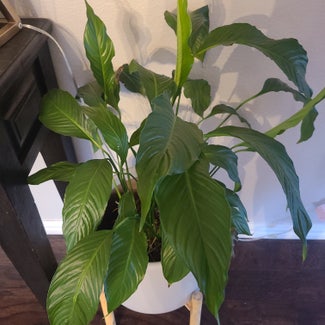 Peace Lily plant in Argyle, Texas