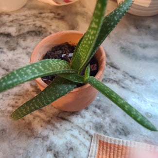 Aloe Vera plant in Argyle, Texas