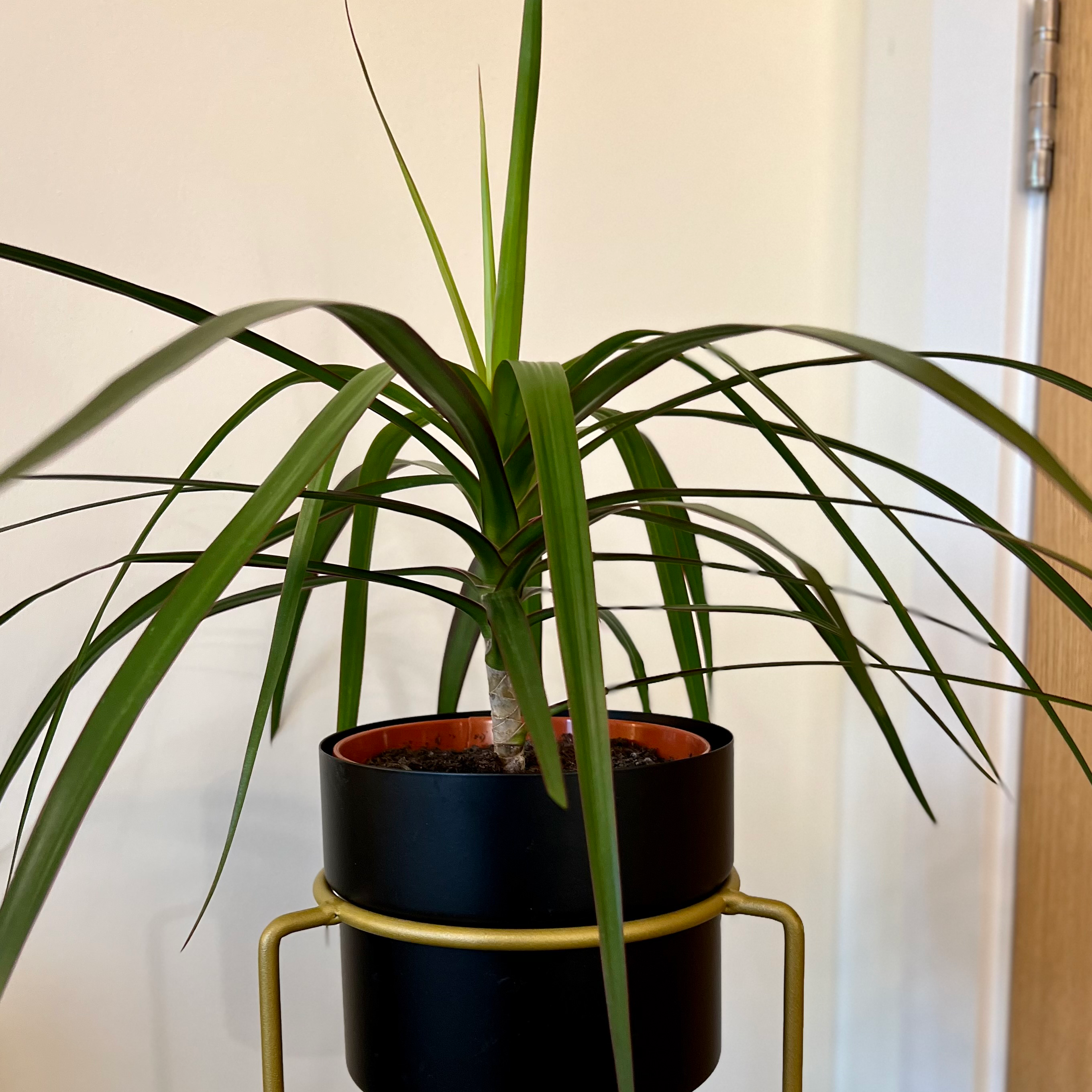 Madagascar Dragon Tree (Dracaena marginata) in a pot with healthy green leaves.