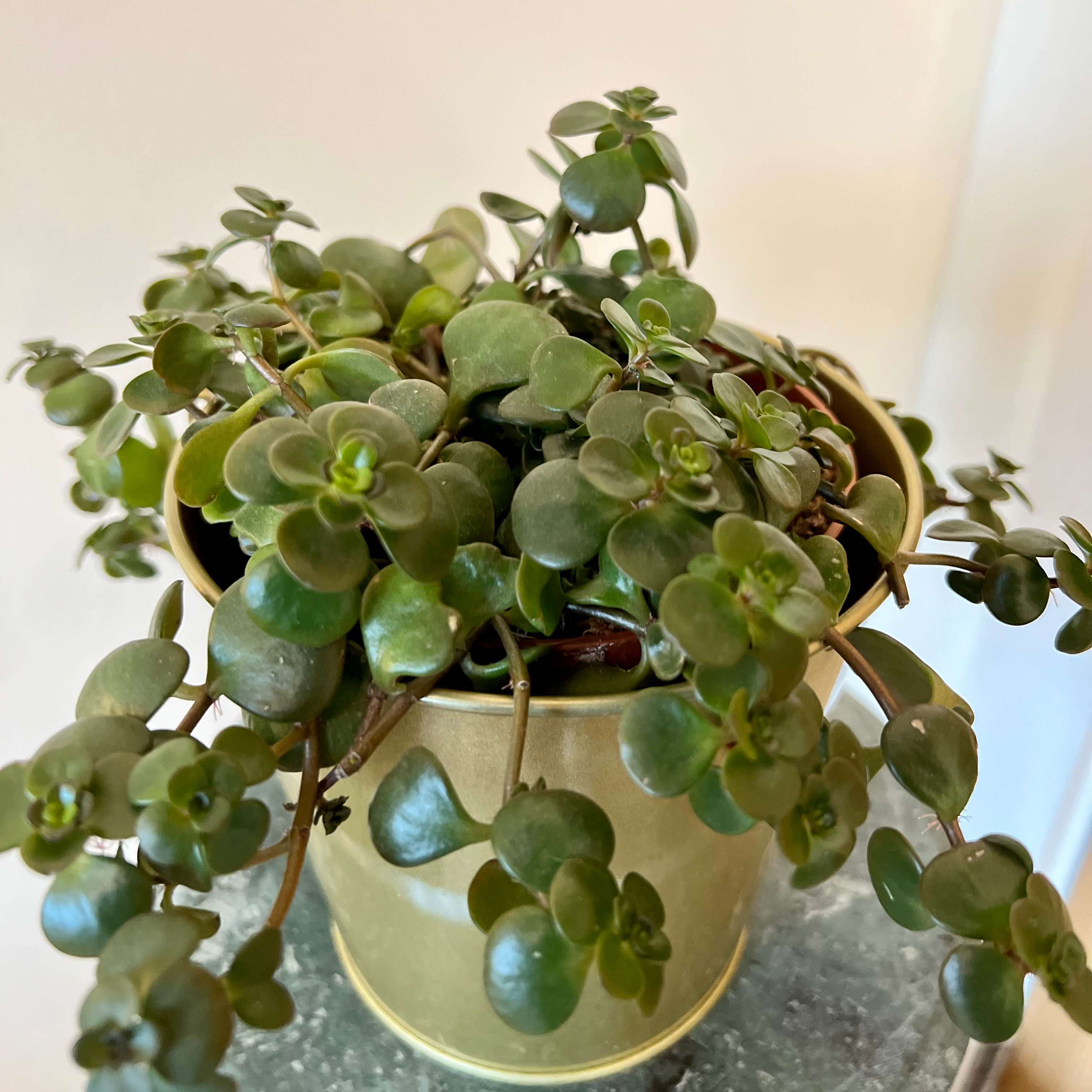 Sedum 'Himalayan Skies' plant in a pot, healthy green leaves.