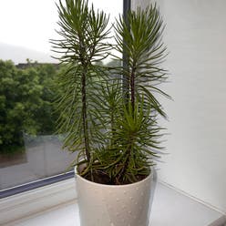 Senecio Himalaya plant