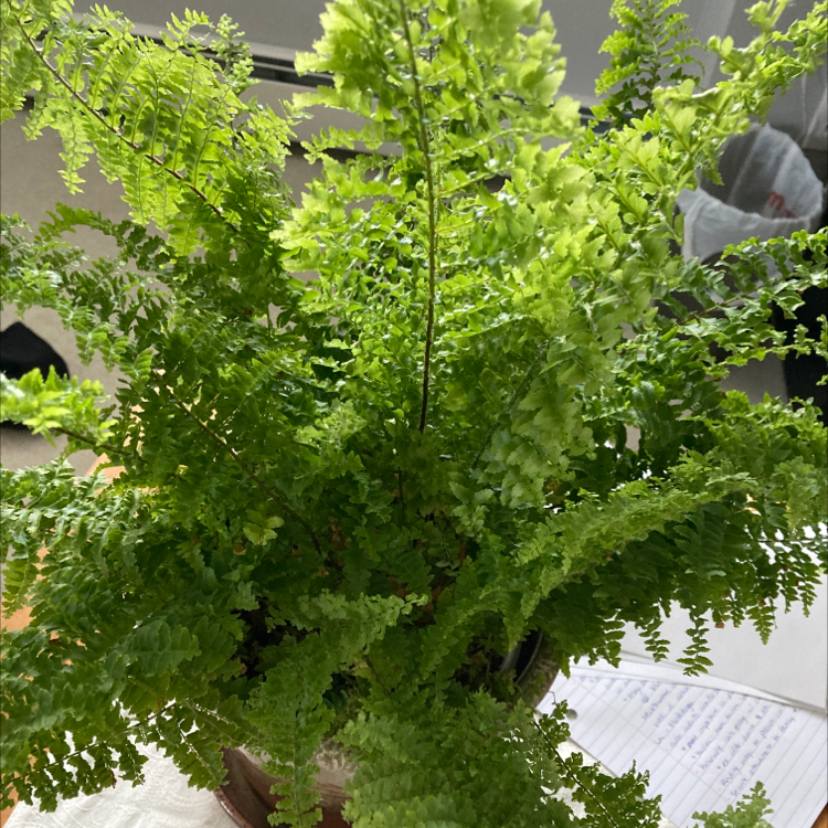 Boston Fern plant photo by Janna named Fluffy on Greg, the plant care app.