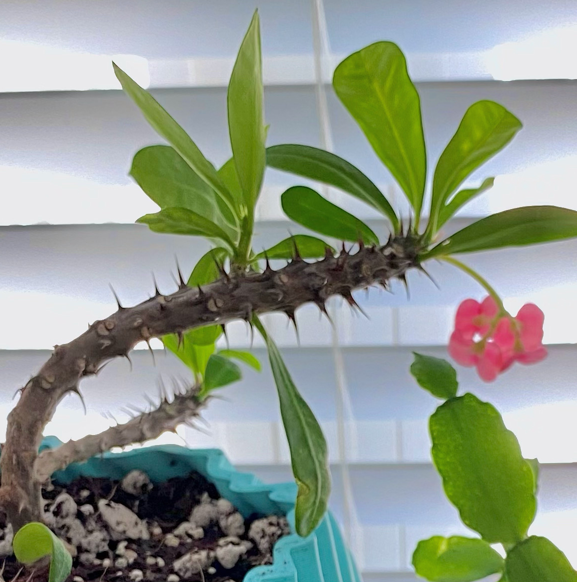 Photo of the plant species Crown of Thorns by @pep named jesse on Greg, the plant care app