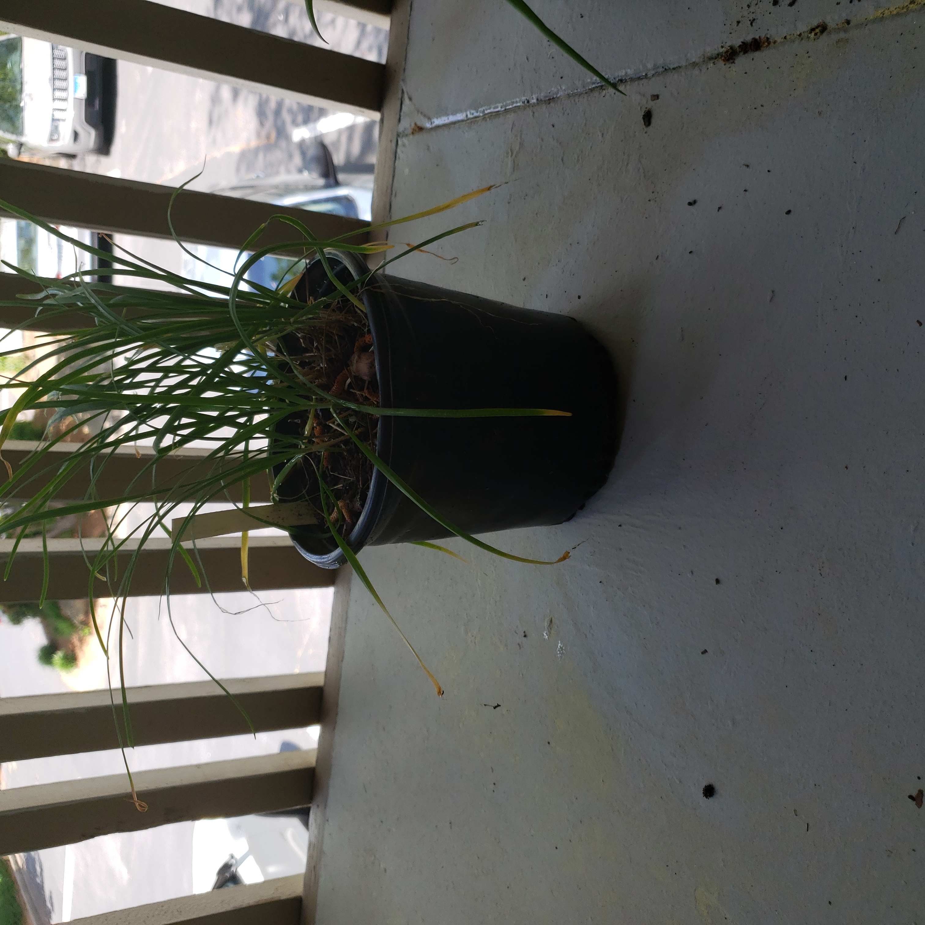 Potted Chinese Chives plant on a balcony with some yellowing leaves.