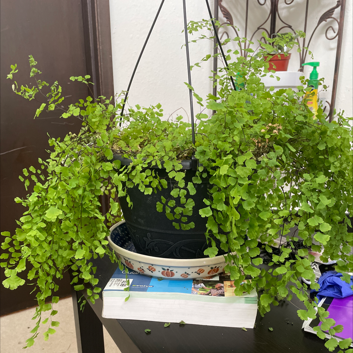 Hanging pot with a healthy California Maidenhair Fern, lush green leaves.