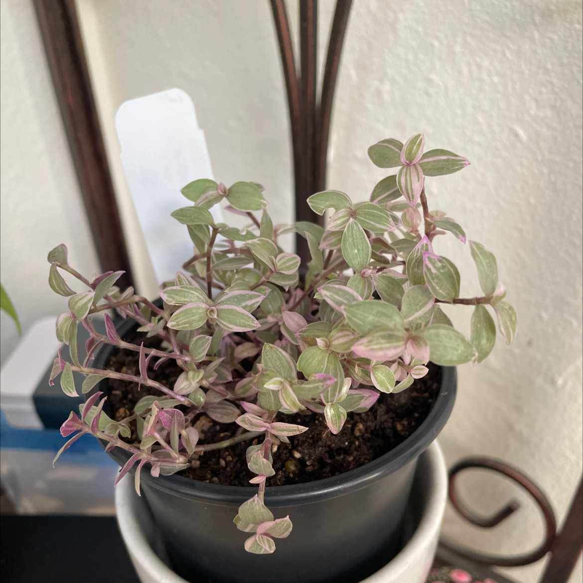 Your plant