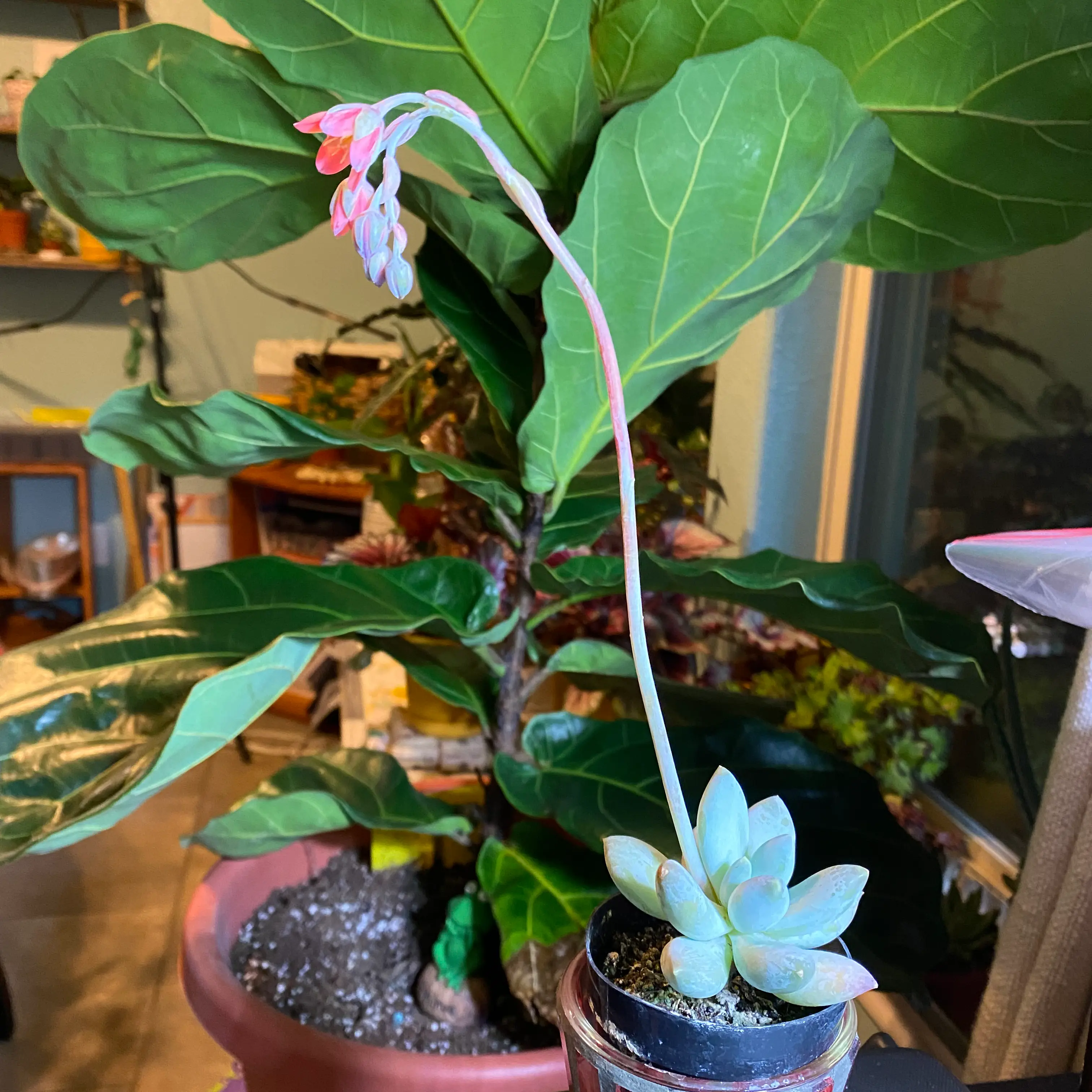 Pachyphytum 'Moon Silver' plant with long stem and flowers, larger plant in background.