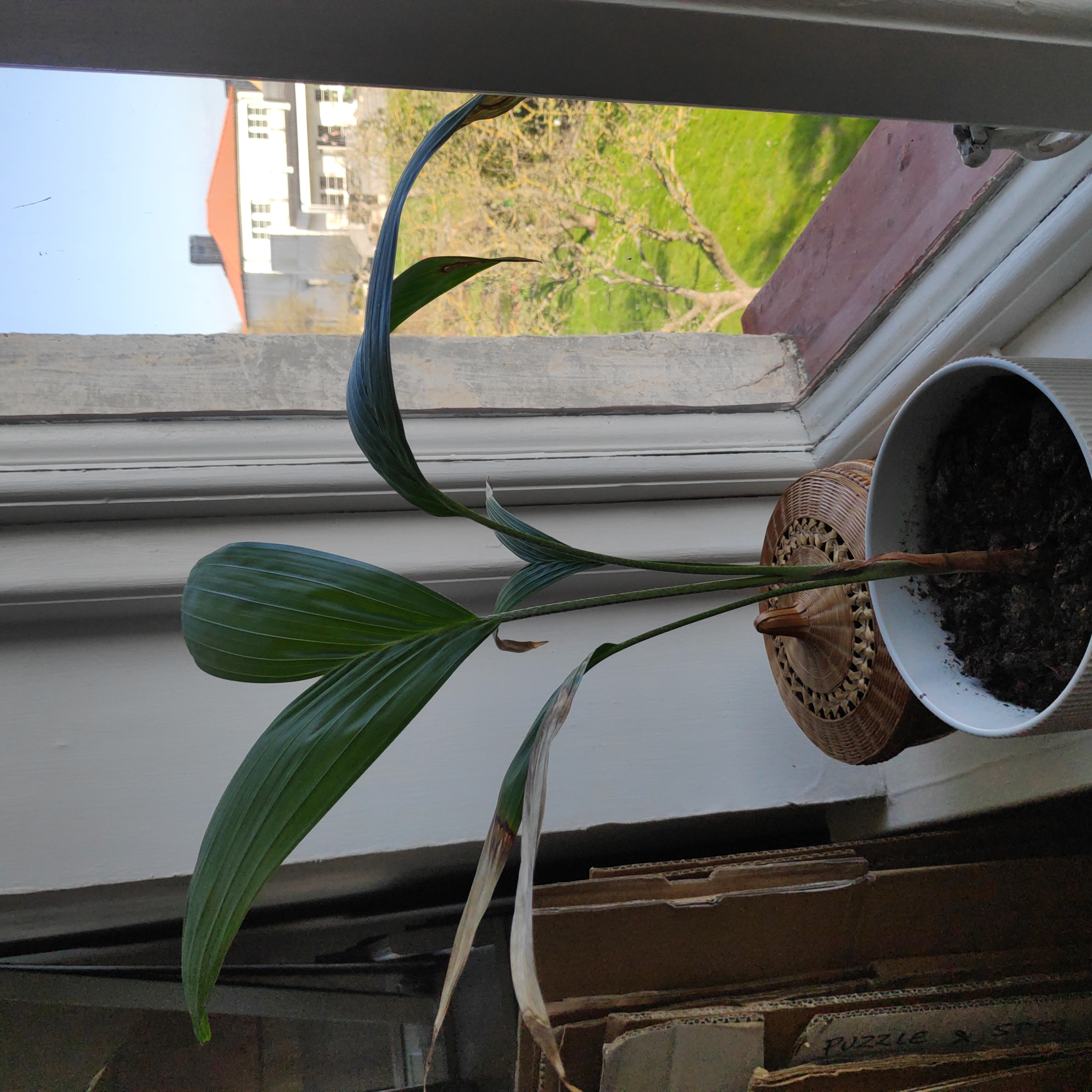 Potted Christmas Palm on a windowsill with some browning leaf tips.