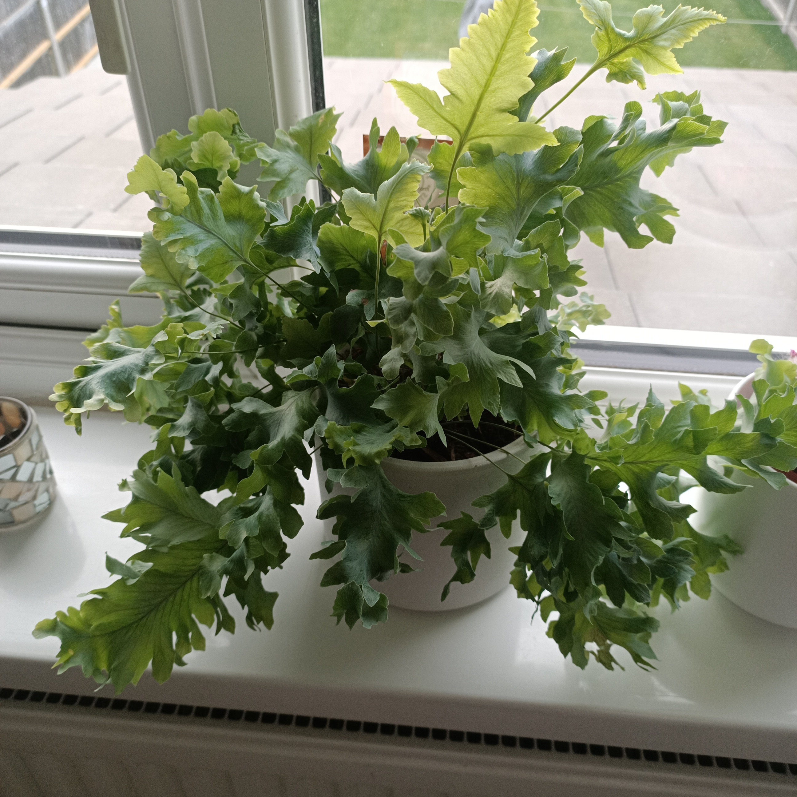 Phlebodium 'Davana' plant on a windowsill with some yellowing leaves.