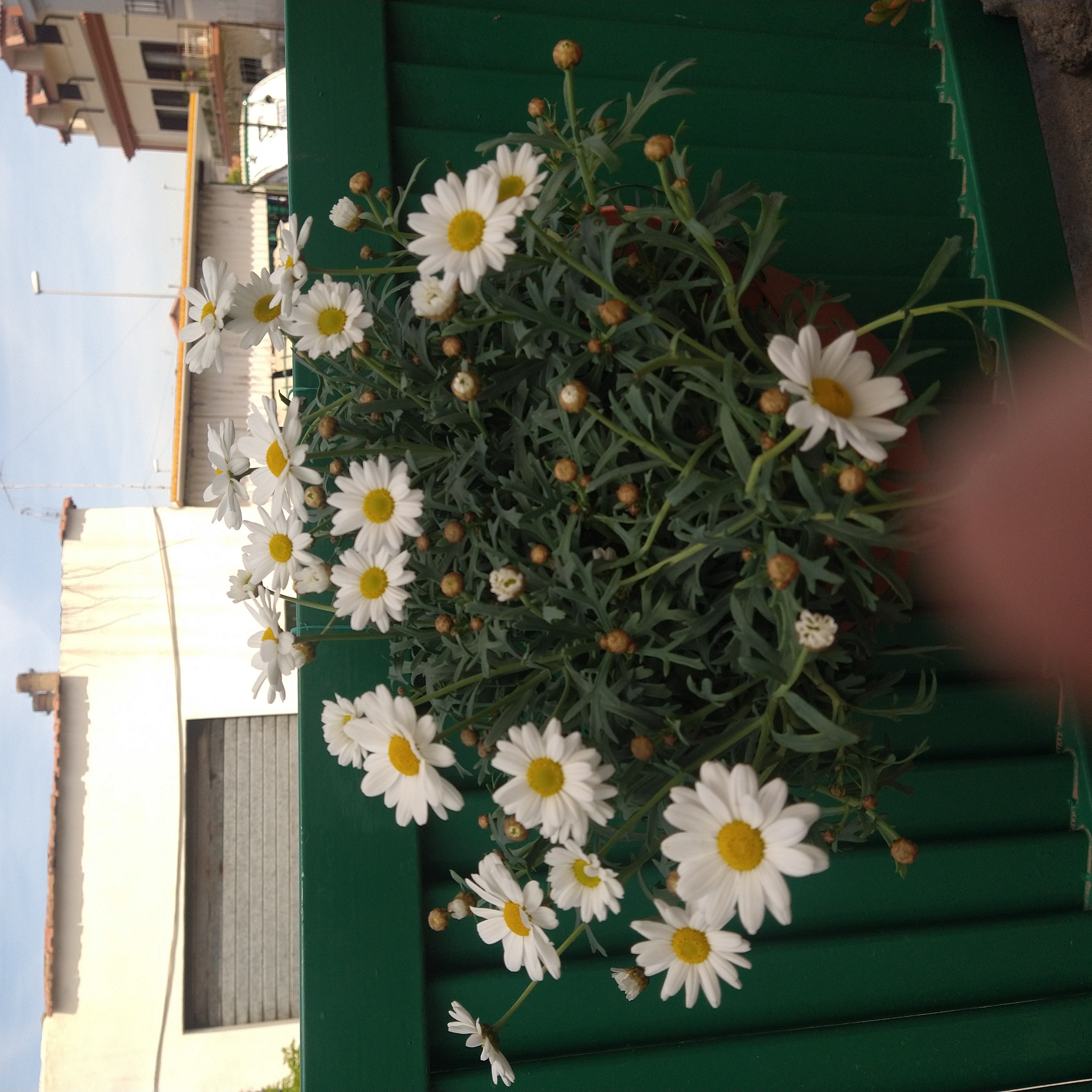Marguerite Daisy plant with white flowers and green foliage, appears healthy.