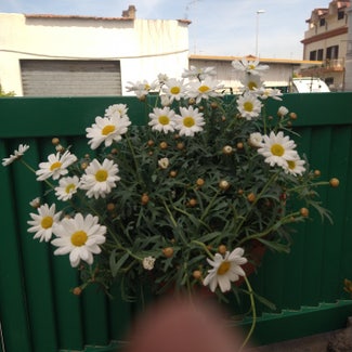 Marguerite daisy plant in Civitavecchia, Lazio