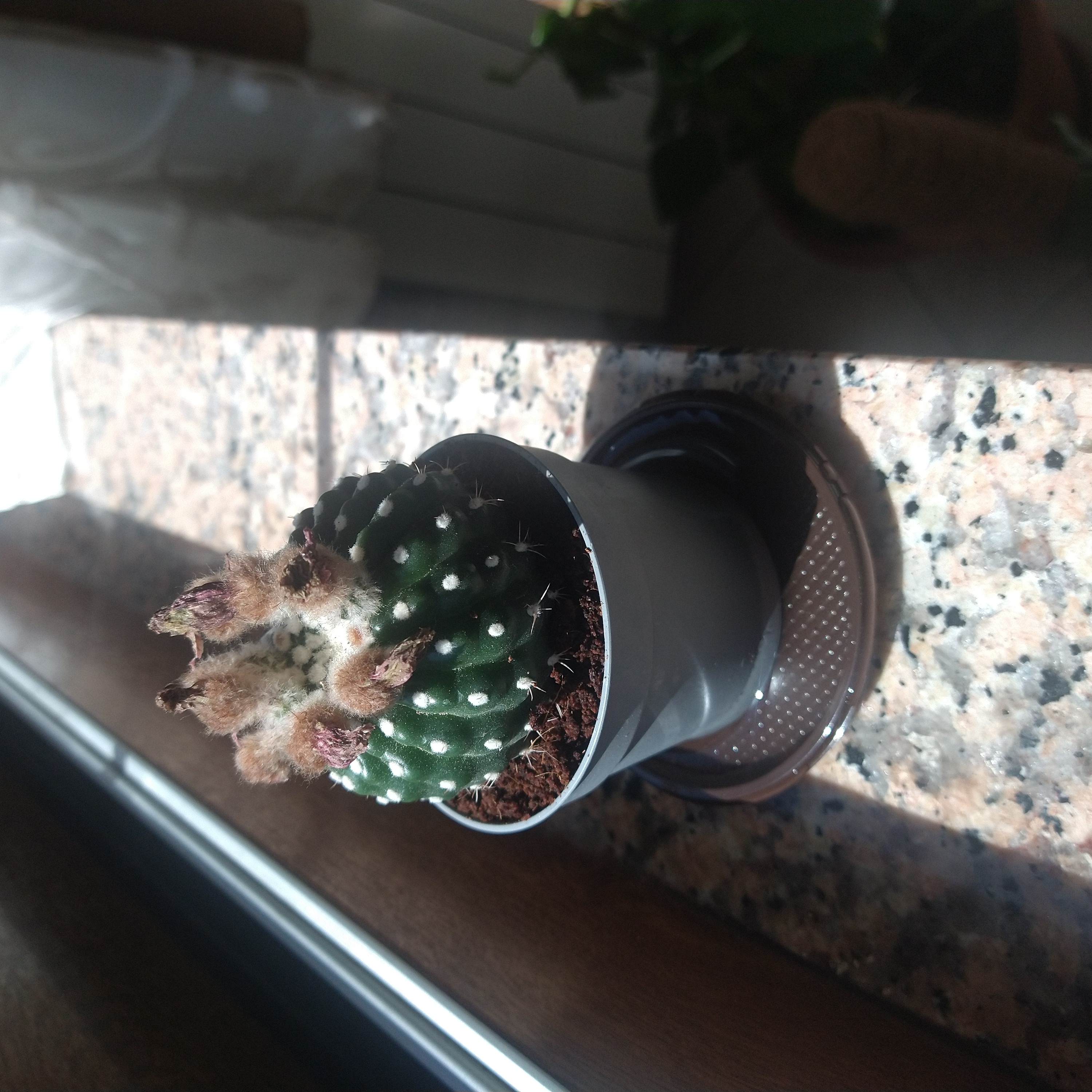 Photo of the plant species Parodia ottonis by @BossBigfoot named Spike on Greg, the plant care app
