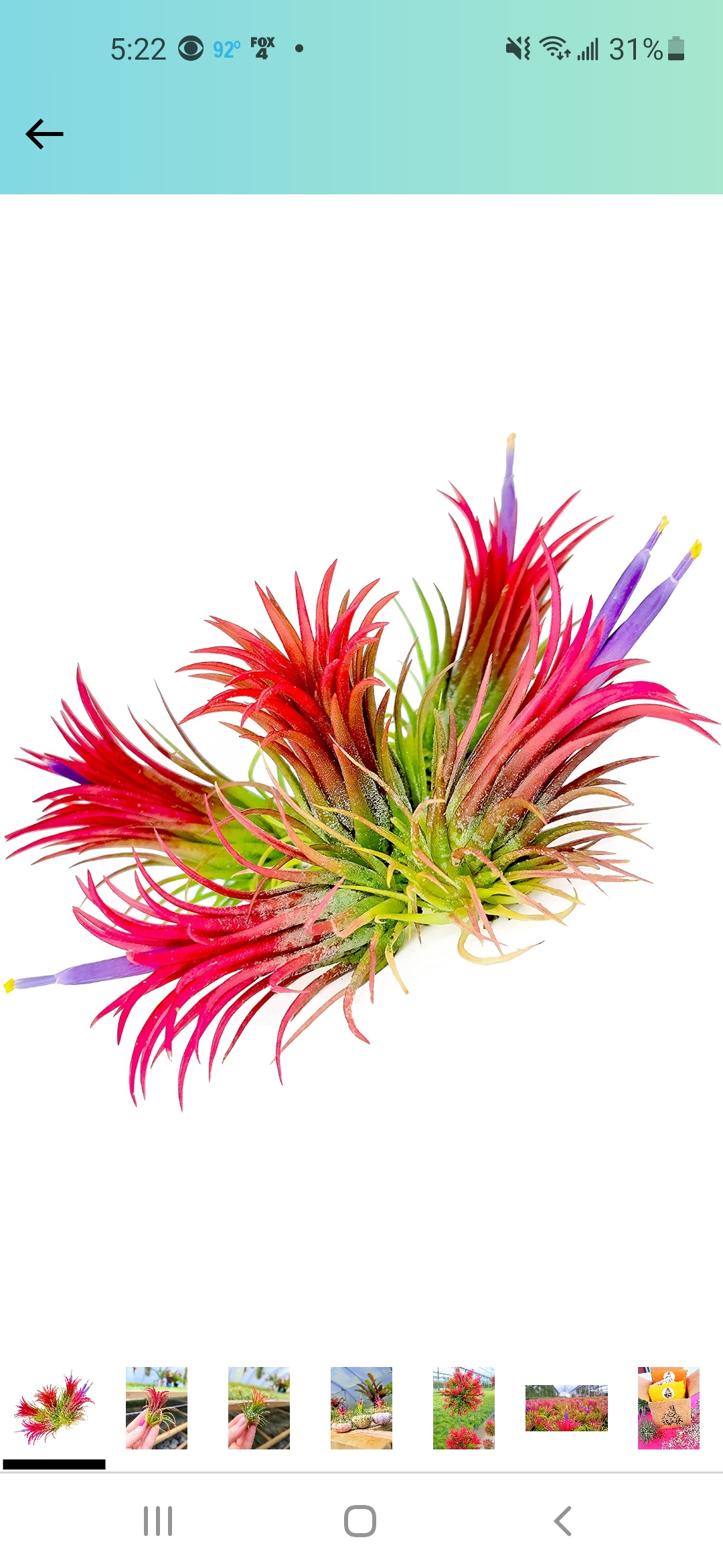 Photo of the plant species Tillandsia fuego by @RadWildyam named Tillandsia ionantha fuego on Greg, the plant care app