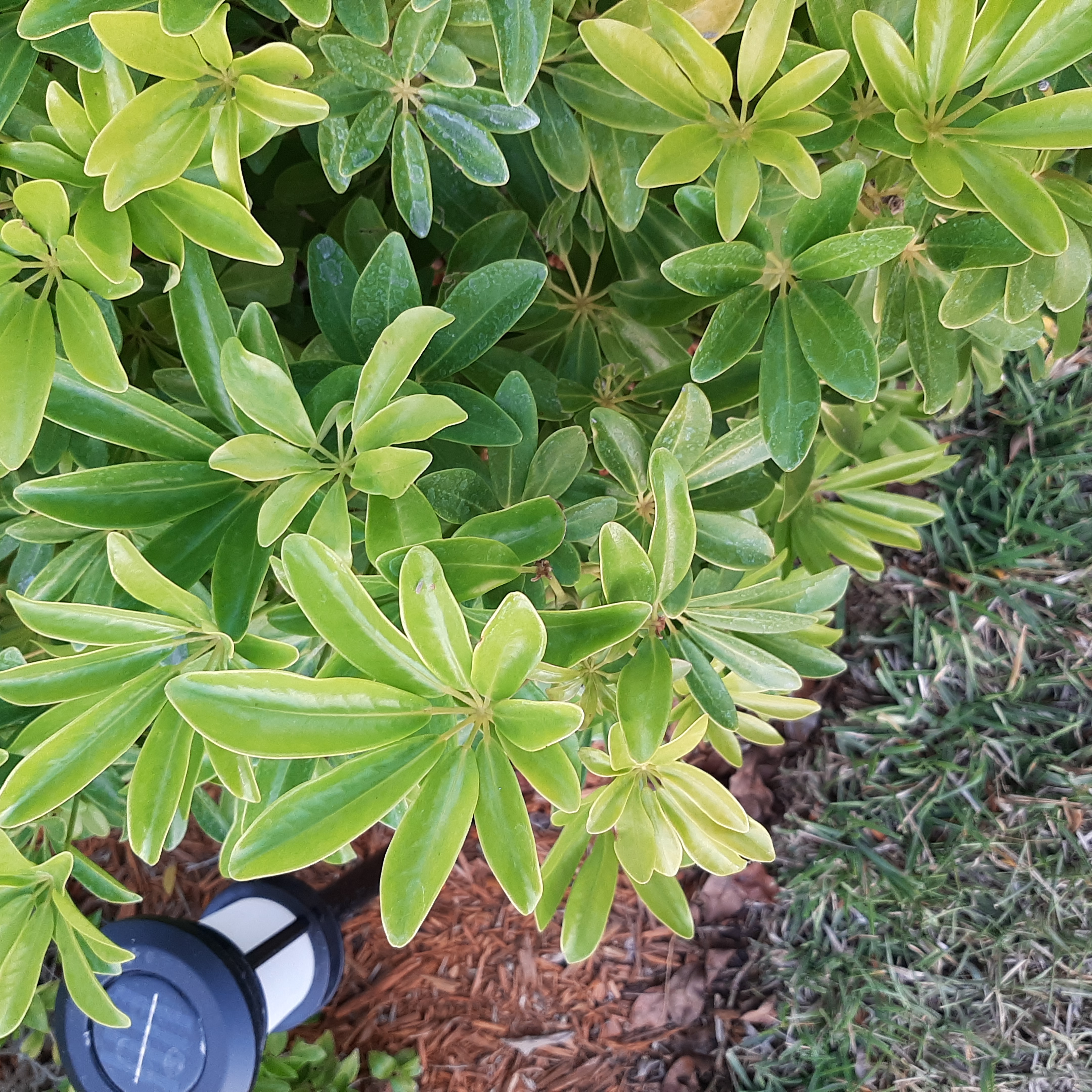Japanese Cheesewood plant with green leaves, some yellowing, in a garden setting.