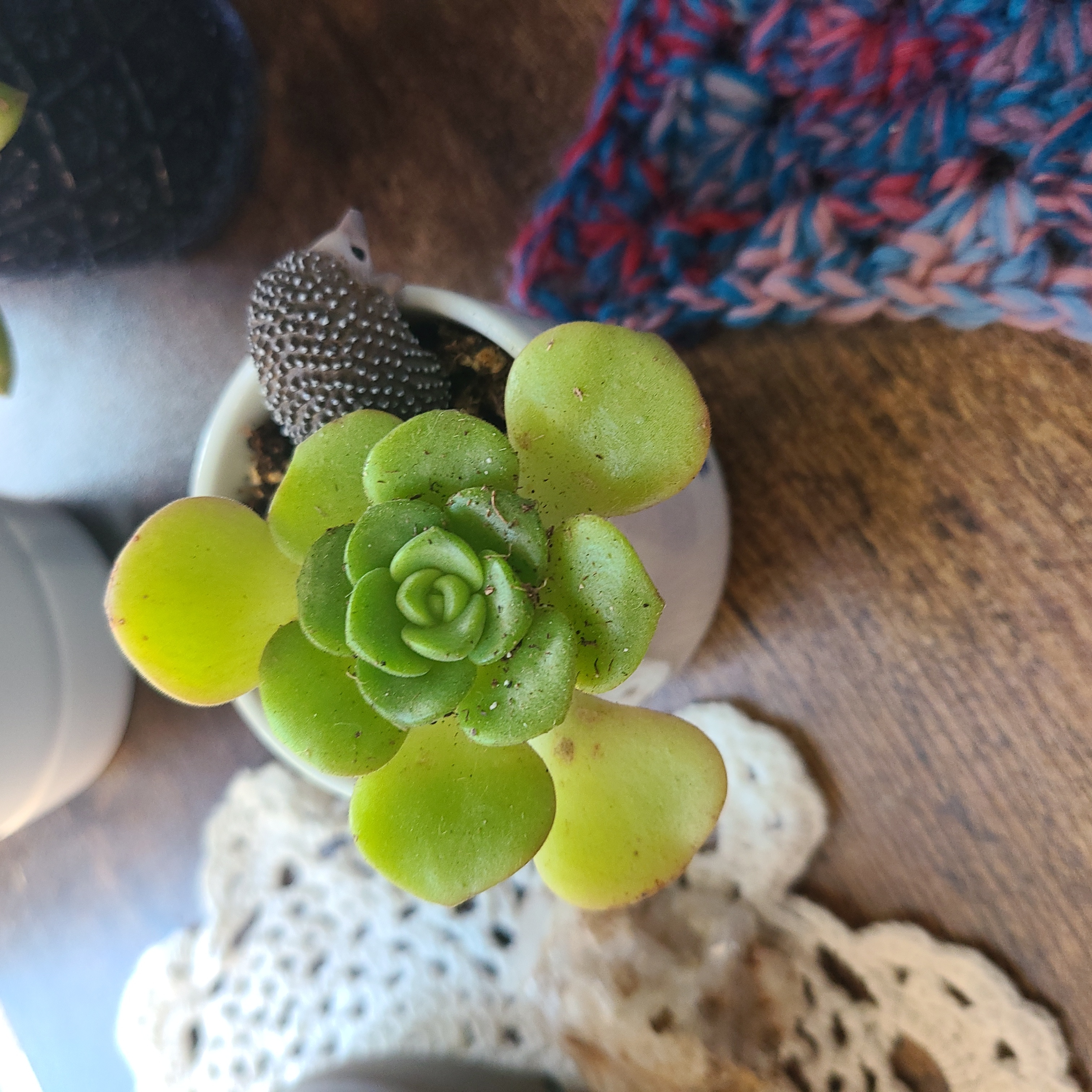 Aeonium 'Lily Pad' succulent plant in a small pot, healthy green leaves.