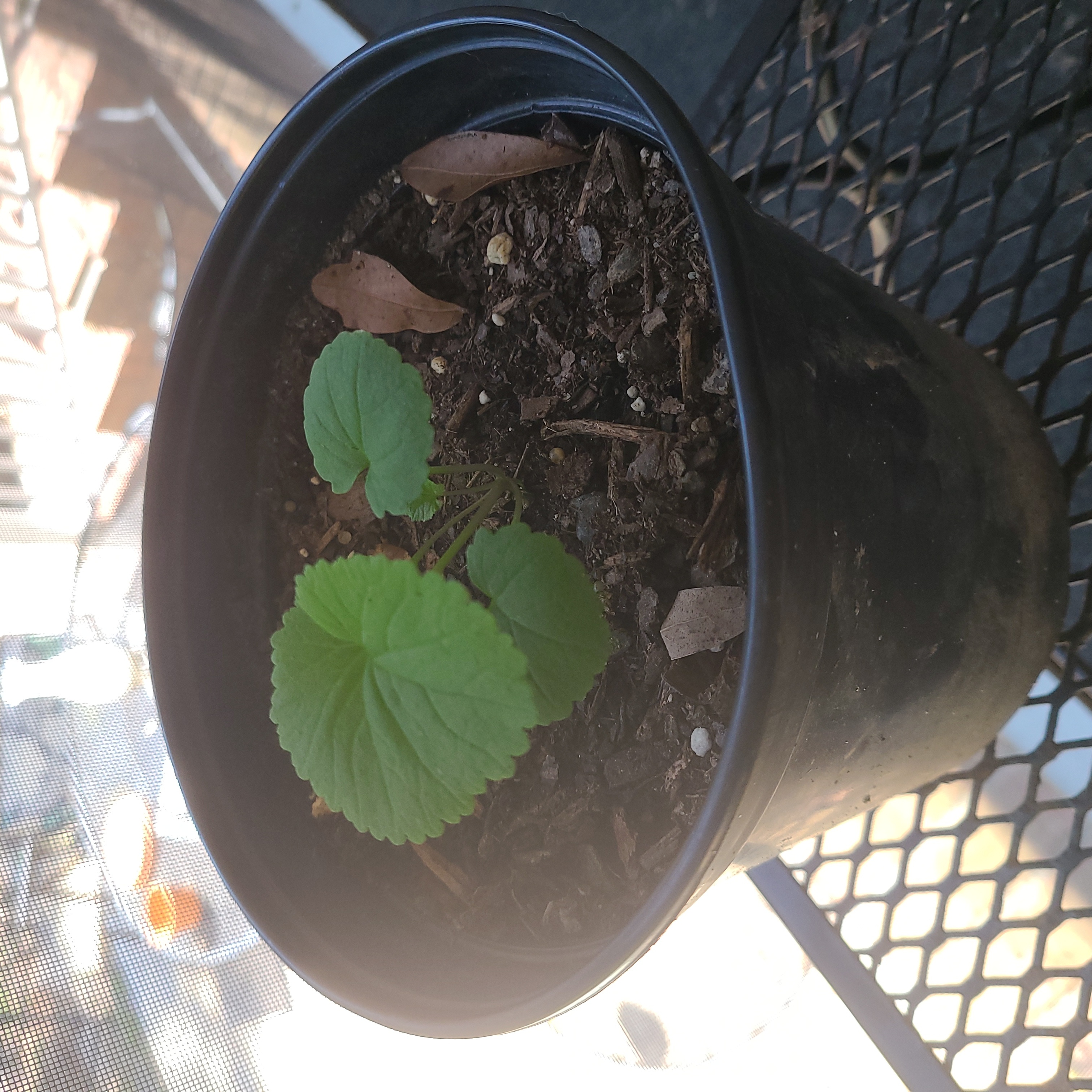 Photo of the plant species Chinese Violet Cress by @BigBigfoot named Monkey on Greg, the plant care app