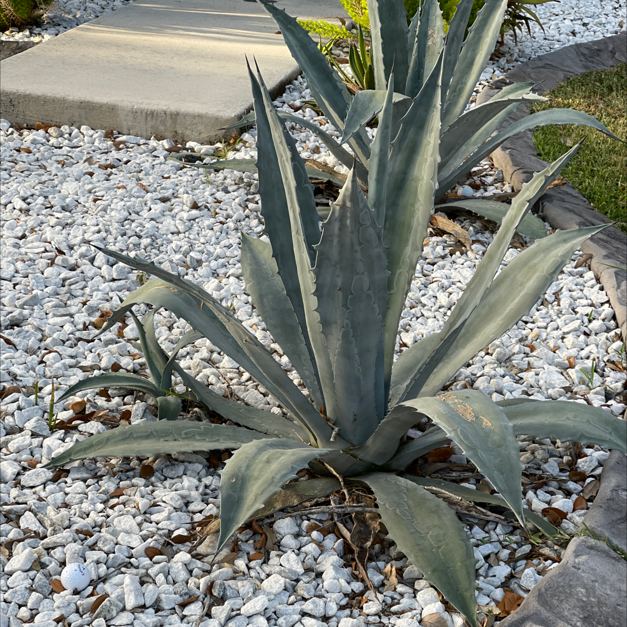 Closeup of a large, healthy century plant with spiky blue-green leaves growing in white gravel.