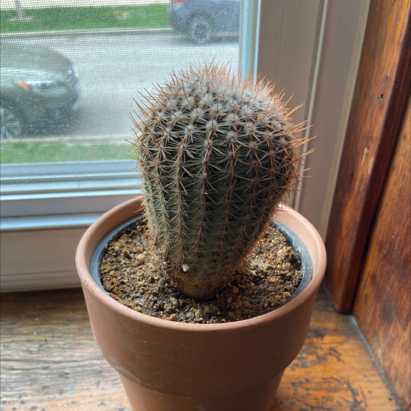 A healthy Rattail Nipple Cactus in a pot on a windowsill with visible soil.