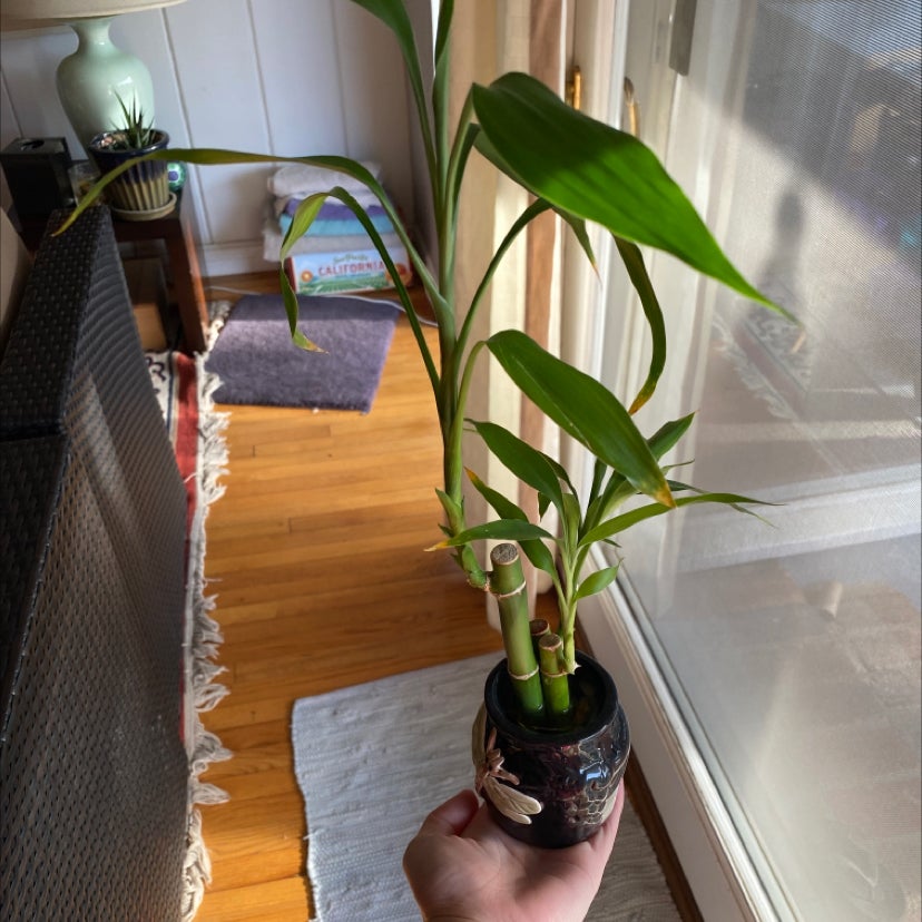 Does My Lucky Bamboo Need Direct Sunlight?