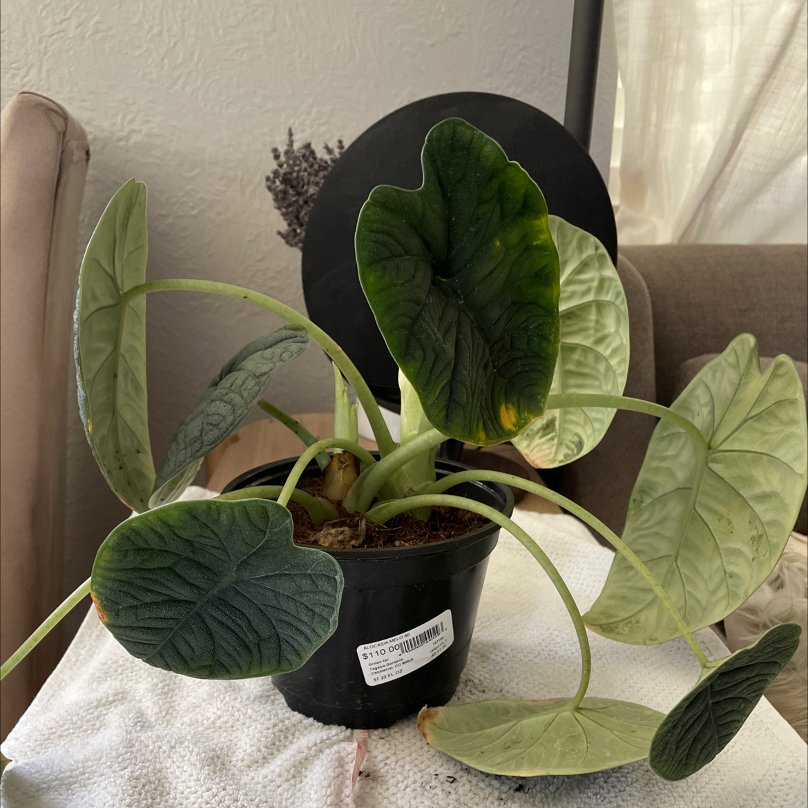 Alocasia 'Rugosa' plant in a black pot with some yellowing and browning leaves.